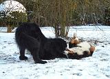 RENCONTRE ENTRE CHIENS 181
